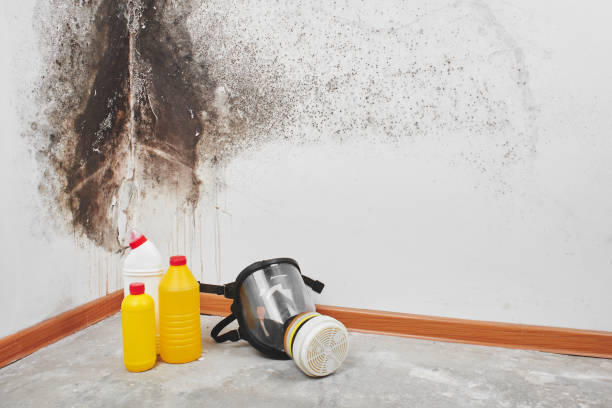 Best Residential Mold Removal  in Meadview, AZ