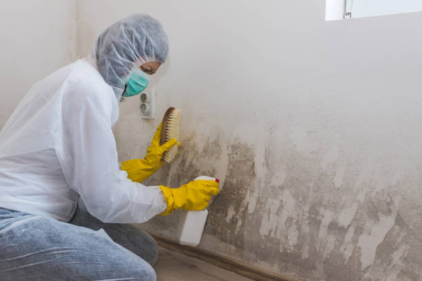 Best Toxic Mold Removal  in Meadview, AZ