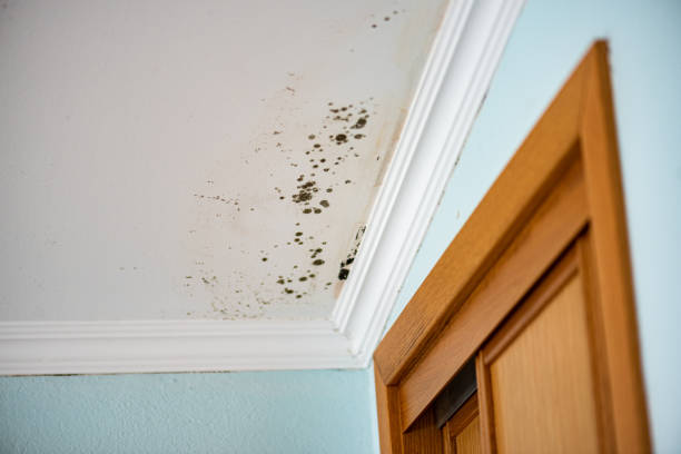 Best Office Mold Removal Services  in Meadview, AZ