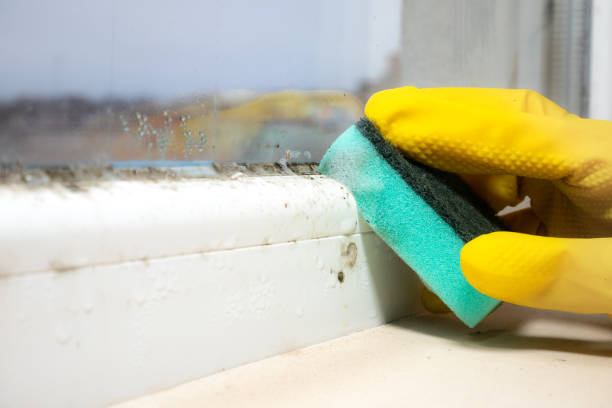 Best Mold Cleaning Services  in Meadview, AZ