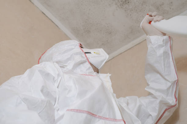 Best Attic Mold Removal  in Meadview, AZ