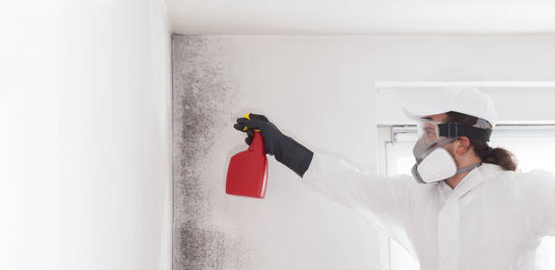 Best Certified Mold Removal  in Meadview, AZ