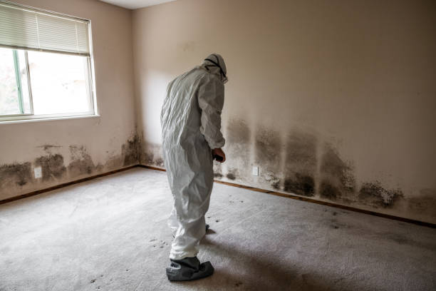 Best Mold Cleaning Services  in Meadview, AZ