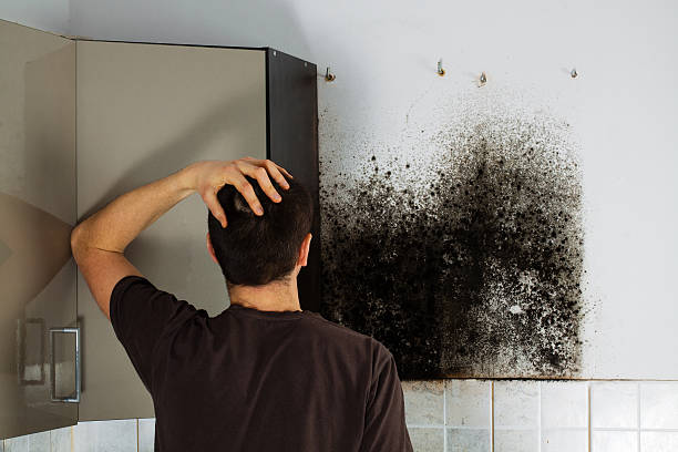 Home Mold Removal in Meadview, AZ
